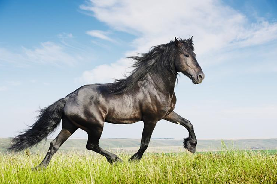 Caballo corriendo en el rancho